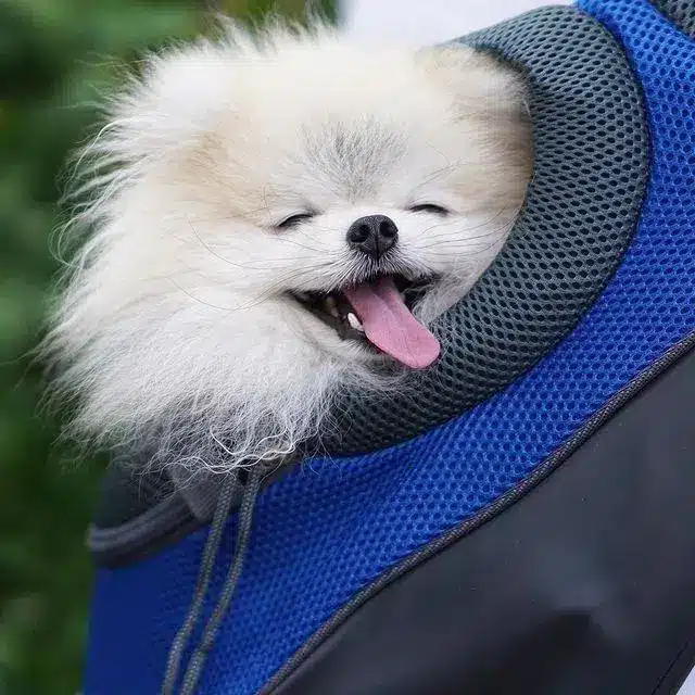 trasportino-cane-5-2.webp